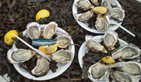 actualites autour de l'huîtres Marennes Oleron