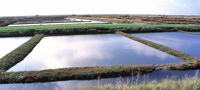 les claires- huitres Marennes Oleron