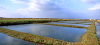 les claires- huitres Marennes Oleron