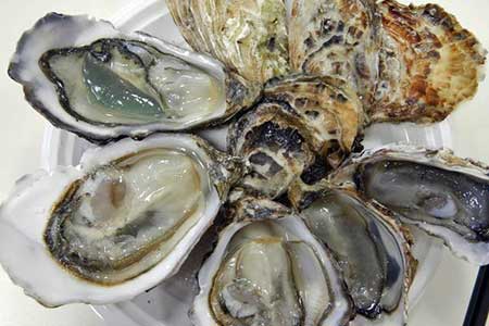 hformations about  Marennes Oleron Oysters