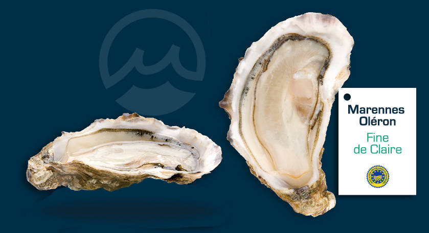 la Fine de Claire visual | Marennes Oléron oysters