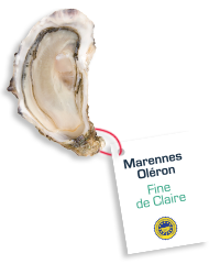 huitre marennes oleron fine de claire