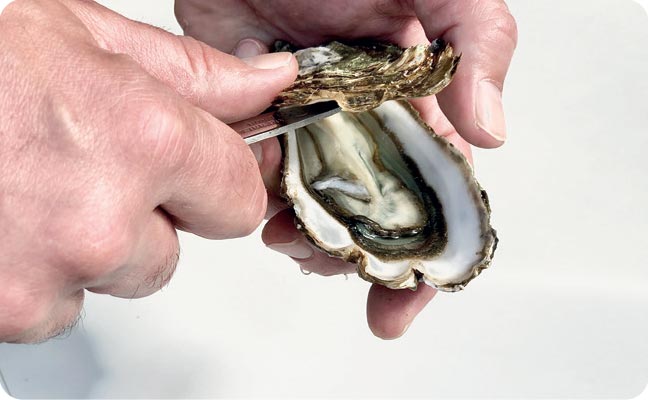 Comment ouvrir une huître Marennes Oléron